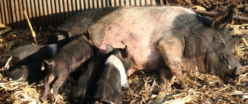 Spanish hog food for the newcomers